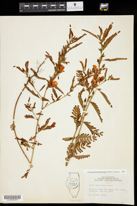 Chamaecrista fasciculata image