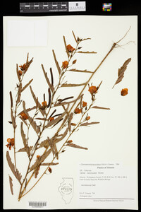 Chamaecrista fasciculata image