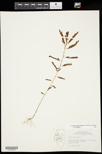 Chamaecrista nictitans ssp. nictitans image