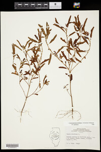 Chamaecrista nictitans ssp. nictitans image