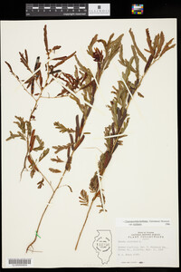 Chamaecrista nictitans ssp. nictitans image