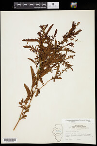 Chamaecrista nictitans ssp. nictitans image