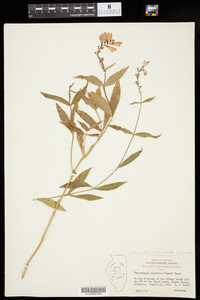 Physostegia virginiana ssp. virginiana image
