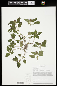 Image of Prunella vulgaris var. vulgaris