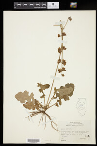 Salvia lyrata image