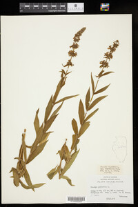 Stachys palustris var. homotricha image