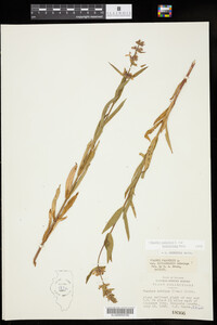 Stachys palustris var. homotricha image