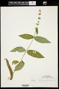 Stachys palustris var. pilosa image
