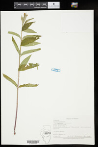 Teucrium canadense var. virginicum image