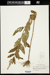 Teucrium canadense var. virginicum image