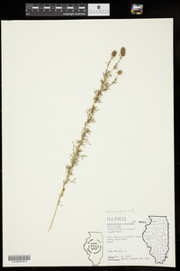 Dalea purpurea image