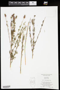 Dalea purpurea image