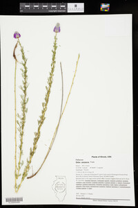 Dalea purpurea image