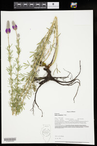 Dalea purpurea image