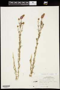 Dalea purpurea var. purpurea image