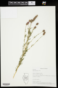 Dalea purpurea image