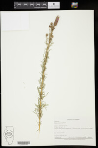 Dalea purpurea image