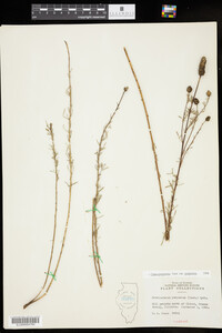 Dalea purpurea var. purpurea image