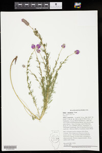 Dalea purpurea image