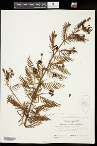 Desmanthus illinoensis image