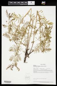 Desmanthus illinoensis image