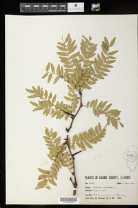 Gleditsia triacanthos image