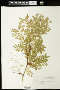 Gleditsia triacanthos image