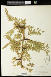 Gleditsia triacanthos image