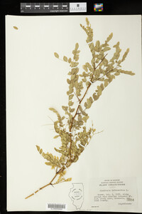 Gleditsia triacanthos image