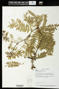 Gleditsia triacanthos image