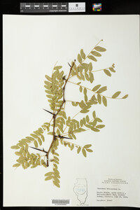 Gleditsia triacanthos image