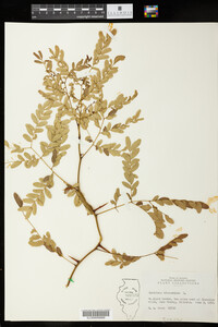 Gleditsia triacanthos image