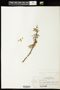 Gleditsia triacanthos image