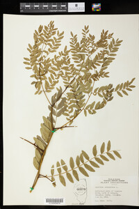 Gleditsia triacanthos image