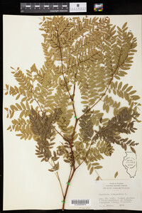 Gleditsia triacanthos image