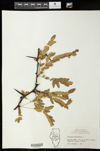 Gleditsia triacanthos image