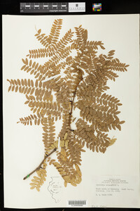 Gleditsia triacanthos image