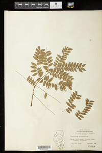 Gleditsia triacanthos image