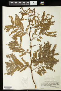 Gleditsia triacanthos image