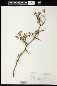 Gleditsia triacanthos image