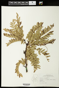 Gleditsia triacanthos image