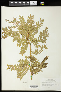 Gleditsia triacanthos image