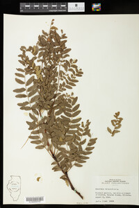 Gleditsia triacanthos image