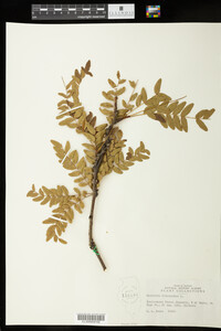 Gleditsia triacanthos image