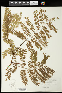 Gleditsia triacanthos image