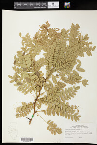 Gleditsia triacanthos image