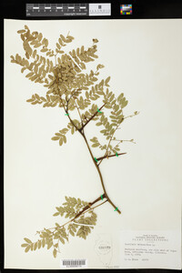 Gleditsia triacanthos image