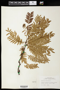 Gleditsia triacanthos image