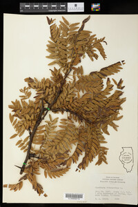 Gleditsia triacanthos image