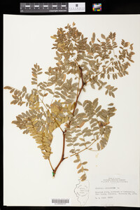 Gleditsia triacanthos image